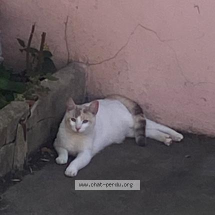 Foto 1/1 Ciri Chat perdido en Perignan