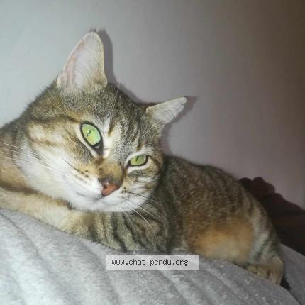 Foto 1/1 Titou Chat perdido en Le brignon