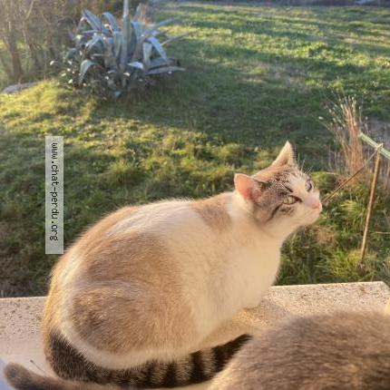 Foto 1/1 Perle Chat perdido en Ales