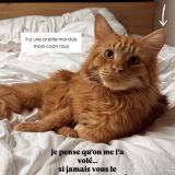 Foto del gato perdido en Hayange