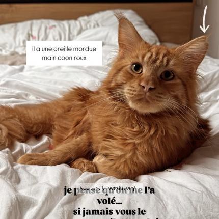 Foto 1/1 Vinci Chat perdido en Hayange