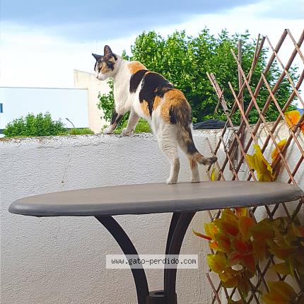 Foto 1/1 Chispa Chat perdido en Empuriabrava