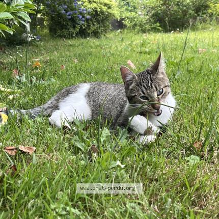 Foto 1/1 MICHi Chat perdido en Voreppe