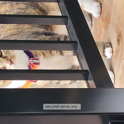 Foto 1/1 Stella Chat perdido en Ste julie