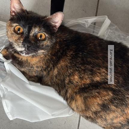 Foto 1/1 Emy Chat perdido en Nimes