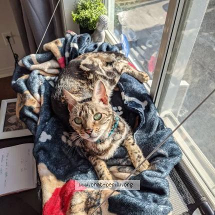 Foto 1/1 Luna Chat perdido en Laval