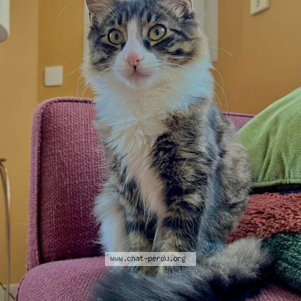 Foto 1/1 Jason Chat perdido en Locmaria plouzane