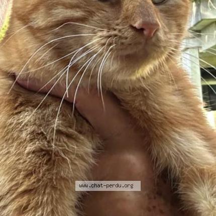 Foto 1/1 Tupac Chat perdido en Lausanne