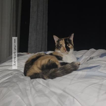 Foto 1/1 Nairobi Chat perdido en Saint mars d outille