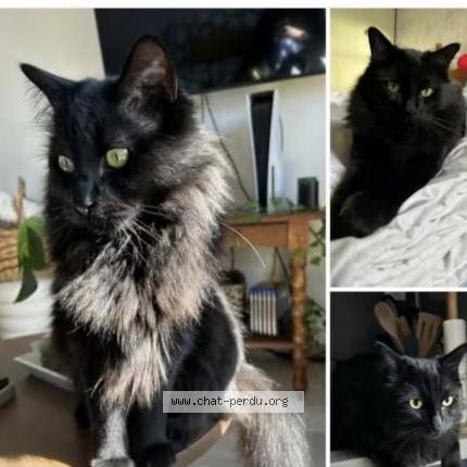 Foto 1/1 Mimine Chat perdido en Saint ay