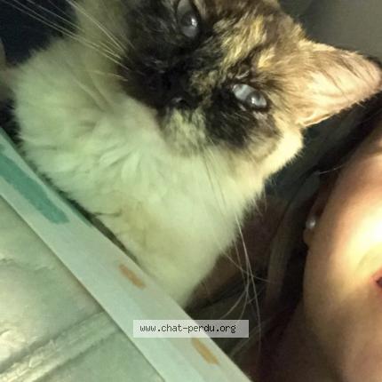 Foto 1/1 Indra Chat perdido en Amiens