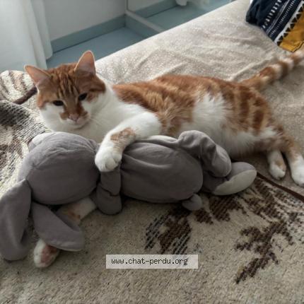 Foto 1/1 Karamel Chat perdido en Arcis sur aube