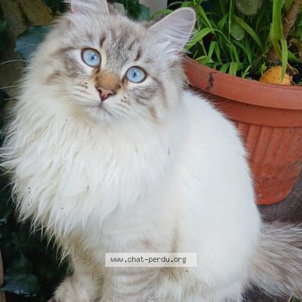 Foto 1/1 Yogi Chat perdido en Golfe juan vallauris