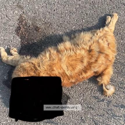 Foto 1/1 Gato encontrado Encontrado en Saint ismier