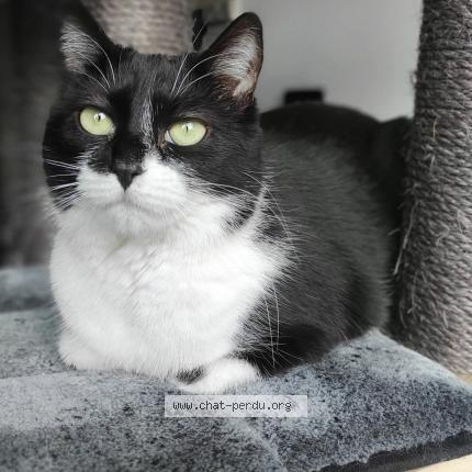 Foto 1/1 Willie Chat perdido en Vottem