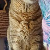 Foto del gato perdido en Chasse Sur Rhone