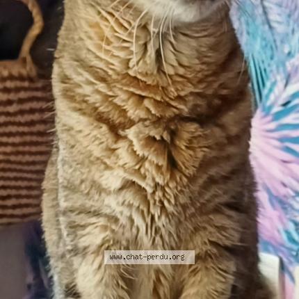 Foto 1/1 Lola Chat perdido en Chasse sur rhone