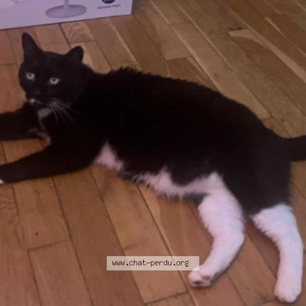 Foto 1/1 Nounours Chat perdido en Garches