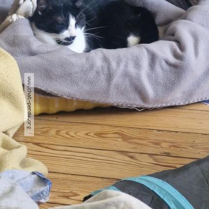 Foto 1/1 Gato encontrado Encontrado en Lons le saunier