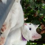 Foto del gato perdido en Ernakulam