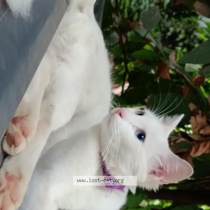 Foto 1/1 Poombatta Chat perdido en Ernakulam