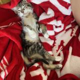 Foto del gato perdido en Rennes