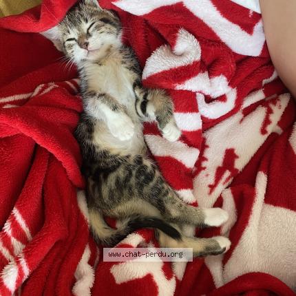 Foto 1/1 canim Chat perdido en Rennes