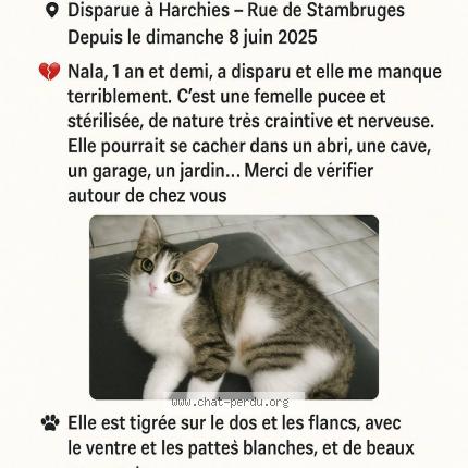Foto 1/1 Nala Chat perdido en Harchies