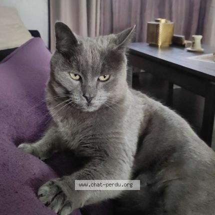 Foto 1/1 Diesel Chat perdido en Charvieu