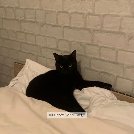 Foto 1/1 DAPHNE Chat perdido en Semussac