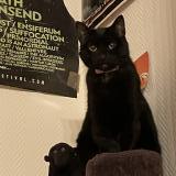 Foto del gato perdido en Rennes