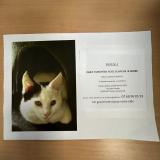 Foto del gato perdido en Sotteville Les Rouen