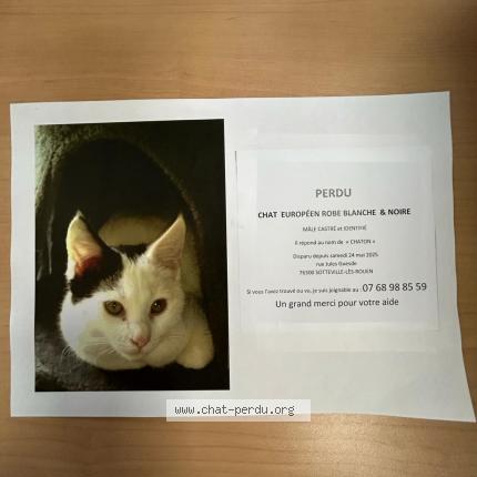 Foto 1/1 Chaton Chat perdido en Sotteville les rouen