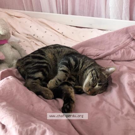 Foto 1/1 Simba Chat perdido en La roque d antheron