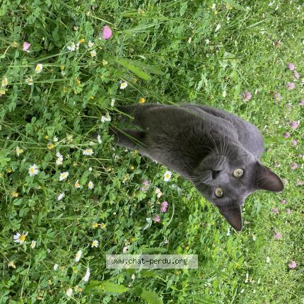 Foto 1/1 BLACK Chat perdido en Montrabe