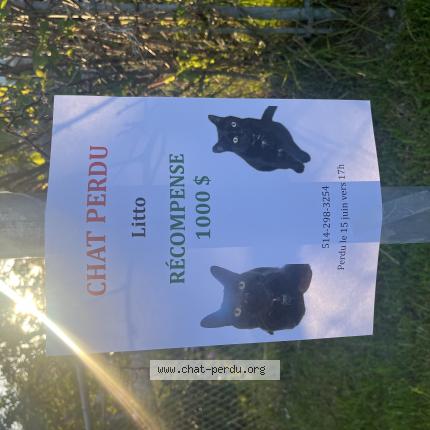 Foto 1/1 Litto Chat perdido en Laval