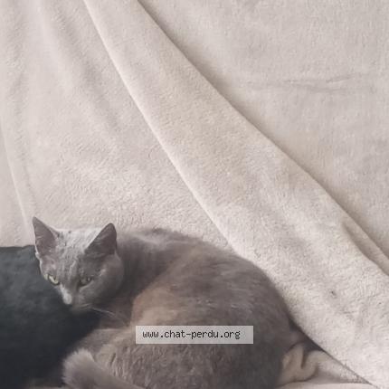 Foto 1/1 Tsarine Chat perdido en Vilde guingalan