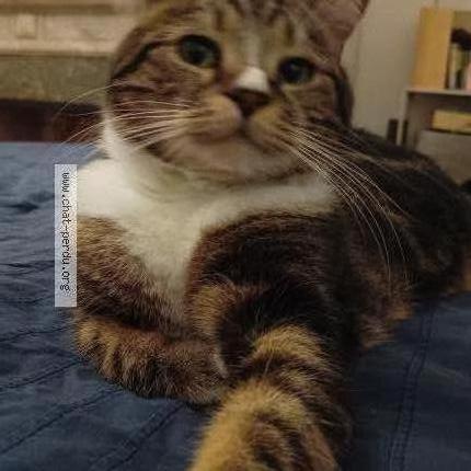 Foto 1/1 Toulouse Chat perdido en Toulouse