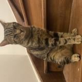 Foto del gato perdido en Nandy