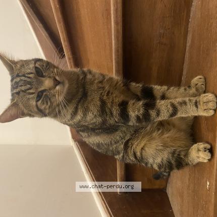 Foto 1/1 Kylian Chat perdido en Nandy