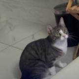 Foto del gato perdido en Vertrieu