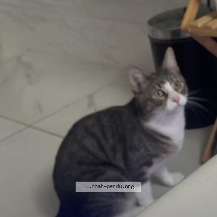 Foto 1/1 Yana Chat perdido en Vertrieu