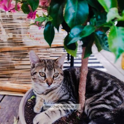 Foto 1/1 Gribouille Chat perdido en Toulon