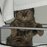 Foto del gato perdido en Louhans