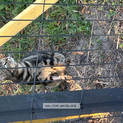 Foto 1/1 nova Chat perdido en Campugnan