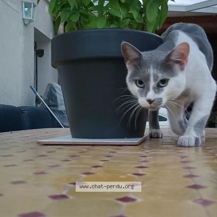 Foto 1/1 Smouss Chat perdido en Avignon