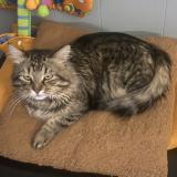 Foto del gato perdido en Vaujours