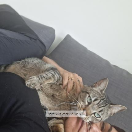 Foto 1/1 Azur Chat perdido en Champ sur drac