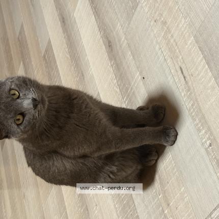 Foto 1/1 Sayko Chat perdido en Saint cergues