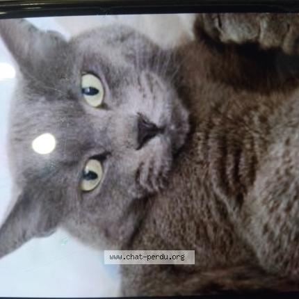 Foto 1/1 Nemo Chat perdido en Courseulle sur mer